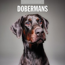 Dobermans 2026 Square Wall