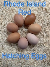 6- Rhode Island red hatching