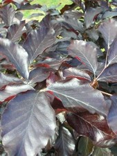 Purple Copper BEECH TREE Fagus