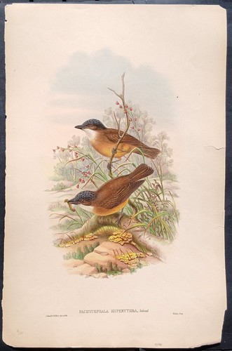 John gould ornithology - gould, antique