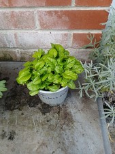 Ajuga reptans Gold Chang, Carpet Bugle plant in 13cm pot approx. Pink flower