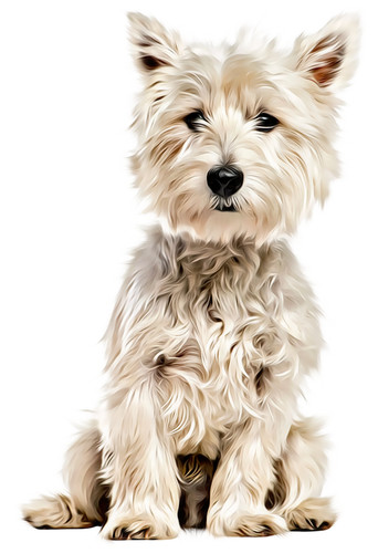 West highland white terrier - highland,