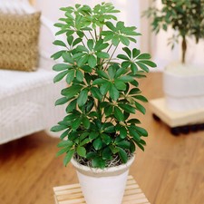 Schefflera Nora Dwarf Umbrella Indoor Houseplant (40-50cm Incl. Pot)