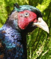 WALL MOUNTED MELANISTIC