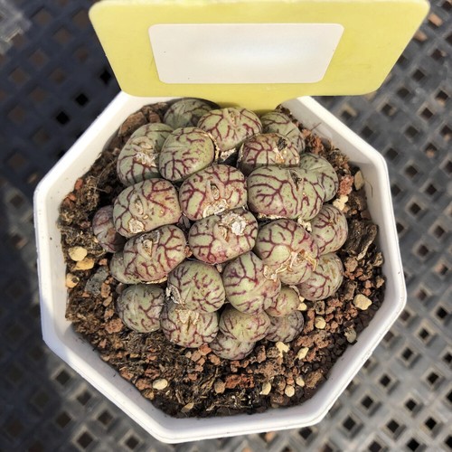 5cm succulent plant - succulent, conophytum