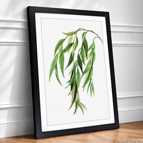 Weeping willow tree branch - weeping,