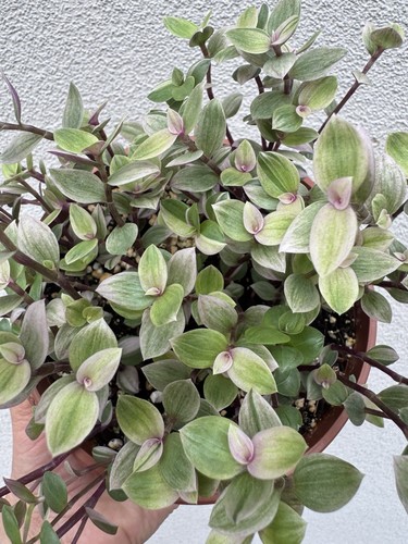 Callisia repens - , 🌸
