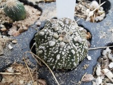 Astrophytum asterias, Super