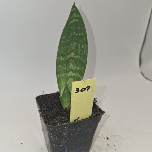 Sansevieria snake plant - sansevieria, |