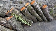 Alder Tree Stumps logs Cut To