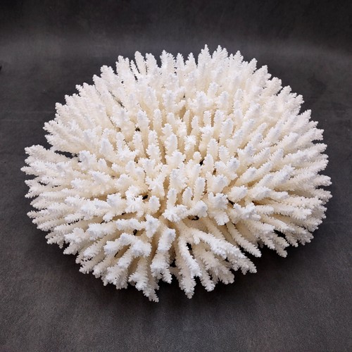 White table coral large - white,
