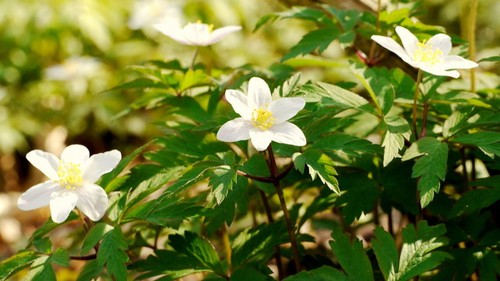 Photo 6x4 anemone - photo, nemorosa