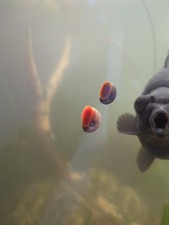 Ramshorn snails food for - snails, as