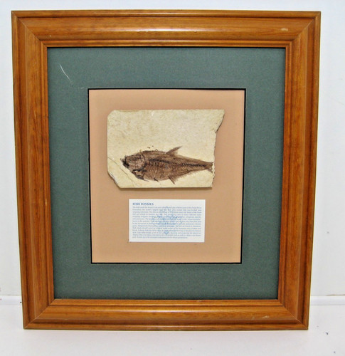 Framed fish fossil from - fish,