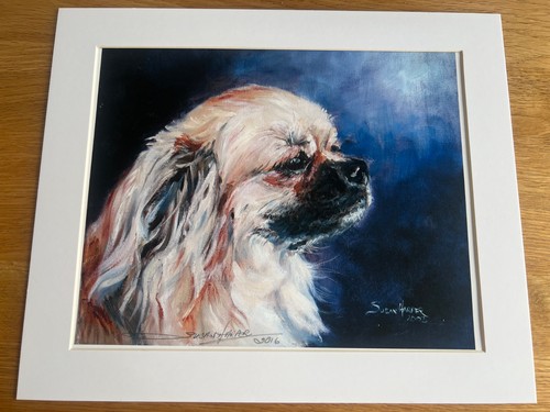 Tibetan spaniel - tibetan,