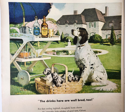 English setter puppies dog - setter,
