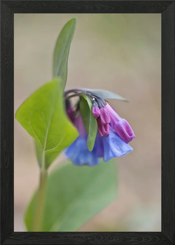 Beautiful bluebells framed - bluebells,