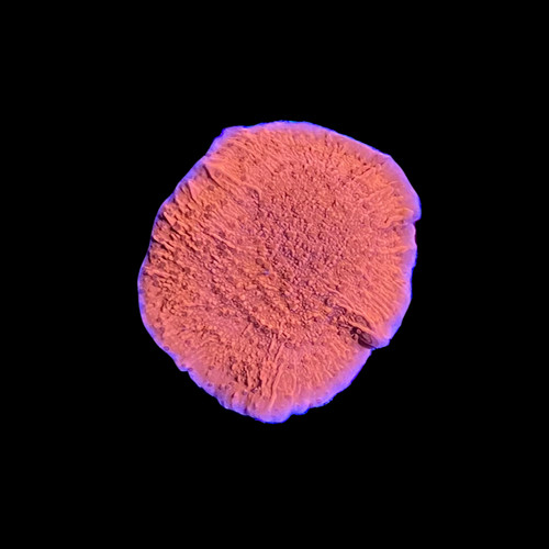 Red montipora capricorn 4 - red,