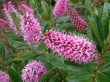 [x1] Hebe Wiri Dawn |  Evergreen Garden Shrubs | Colourful Lilac-Pink Flowers