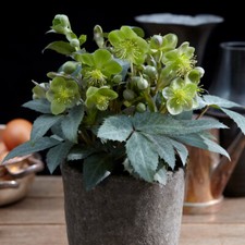 Helleborus Flower Garden Plant