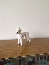 MCM - White Standard Poodle -