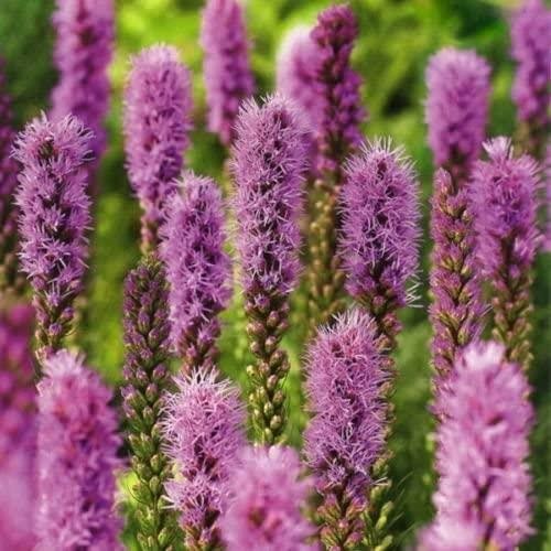 Liatris spicata floristan - liatris,