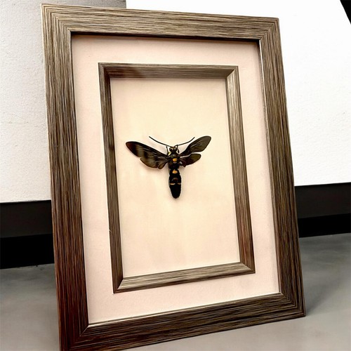 Giant scoliid wasp - giant, frame