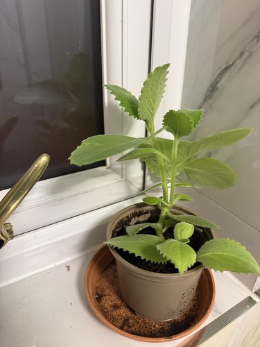 Organic indian ajwain - indian,