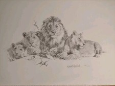 David Shepherd - Lions Pencil