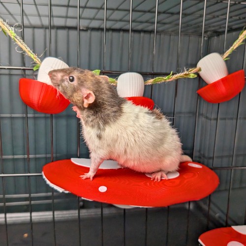 Rat foraging toy - foraging, mushroom