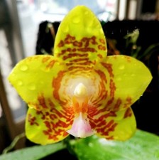 FRAGRANT  Phalaenopsis Chienlung Spring Girl ZW37, fantastic orchid hybrid