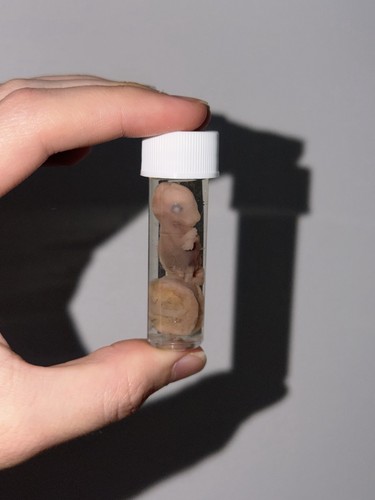 Small preserved fetal rabbit - fetal,
