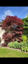 Japanese Acer Maple Old Mature Tree 8-9 Ft Tall In 285l Pot