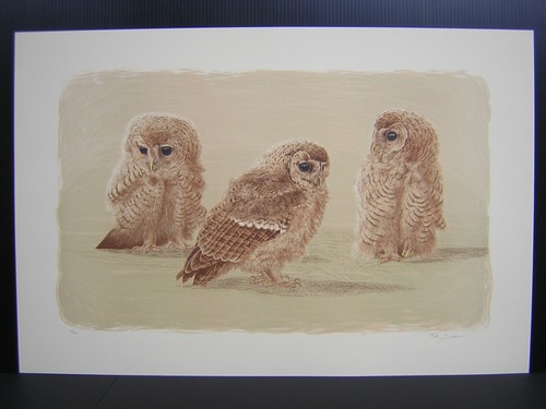 Keith brockie tawny owl chick - keith,