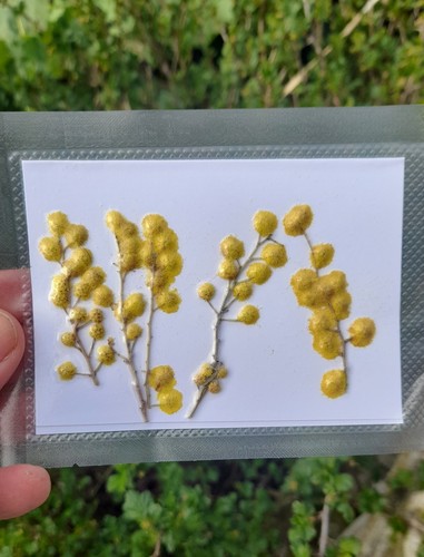 Pressed mimosa flowers - ,, real