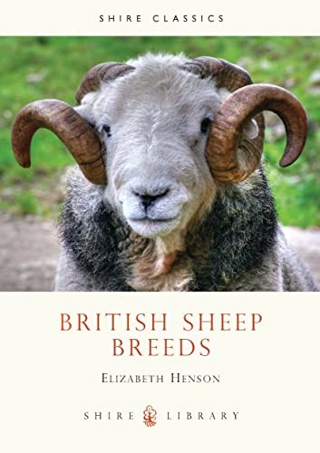 British sheep breeds - sheep, (shire