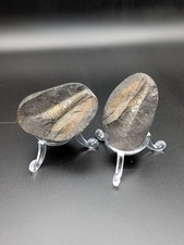 Small orthoceras fossil split - fossil,