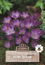 Crocus 'Ruby Giant' Bulbs