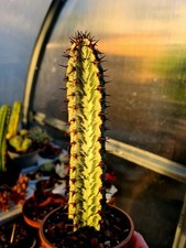 Euphorbia confinalis ssp