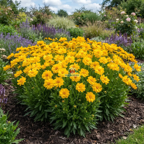 Coreopsis early sunrise - coreopsis,