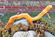 Large Driftwood Manzanita