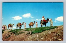 South Dakota SD Spearfish Camel Caravan Black Hill Passion Play Vintage Postcard