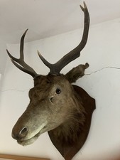 Antique Taxidermy Stag Head Mounted On Wooden Shield