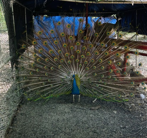Fertile peafowl hatching - fertile,