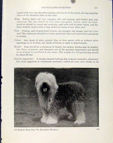Original old antique - antique, dog