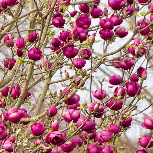 Magnolia black tulip - 'black, |