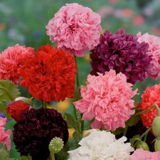 Double Poppy Pom Pom Flower