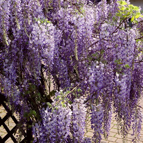 Chinese wisteria sinensis - chinese,