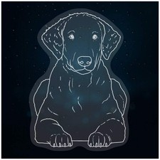 'Curly Coated Retriever'