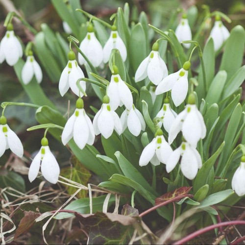 Snowdrop single flowered - single,